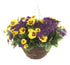 Artificial Purple and Yellow Pansy Display in a 10" Round Willow Hanging Basket